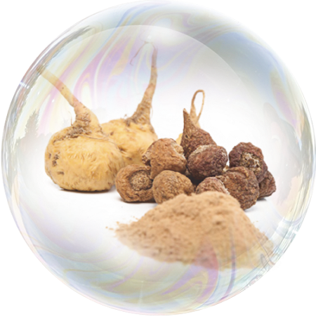 Peruvian Maca (Lepidium meyenii) **