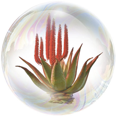 African White Aloe (Aloe ferox) **