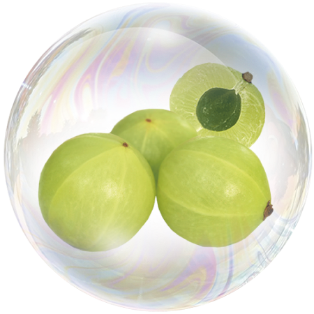 Amla (Phyllanthus emblica) **