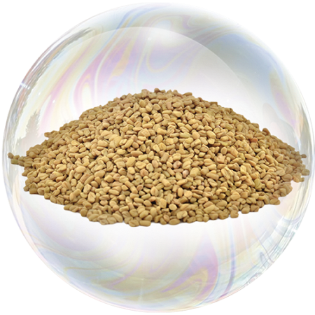 Fenugreek (Trigonella foenum graecum)**